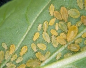 aphids