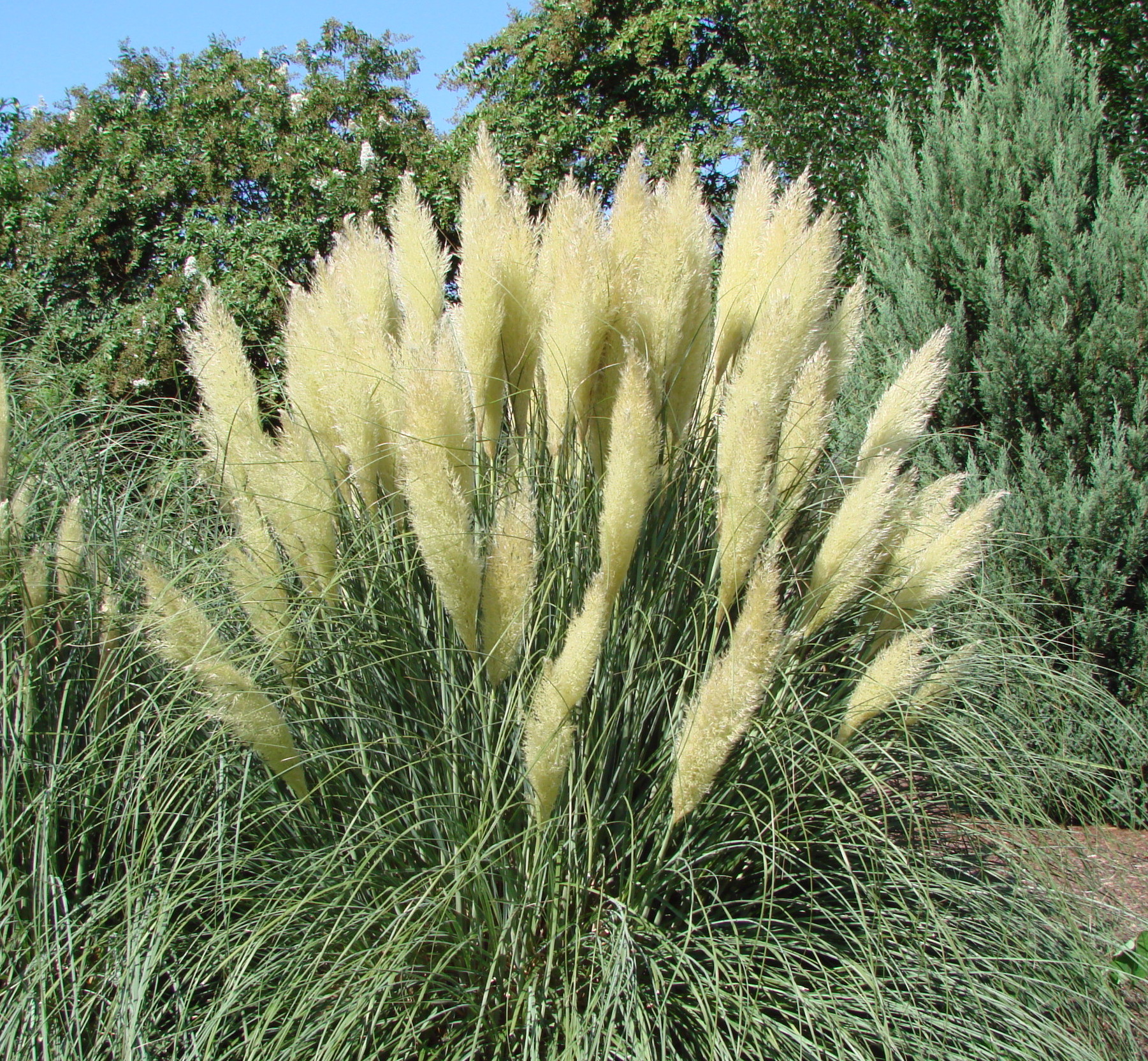 Plumes, the flowers of grasses | Omaha Landscaping ...