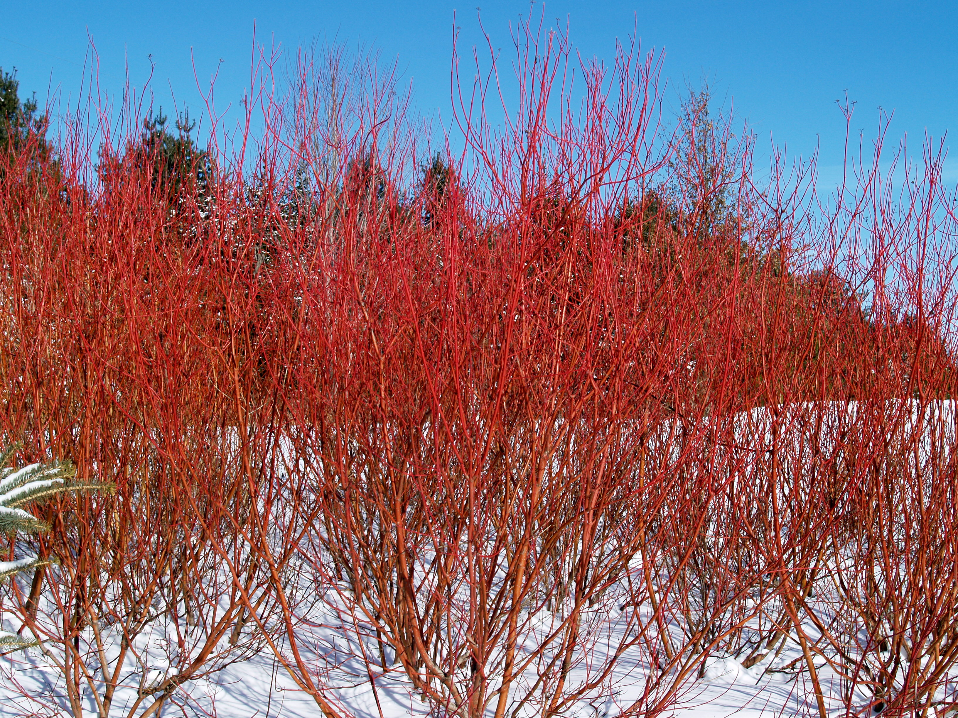 Dogwood winter fire Omaha Landscaping Greenlife Gardens